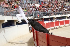 01_lion(blat)-auzolle_2