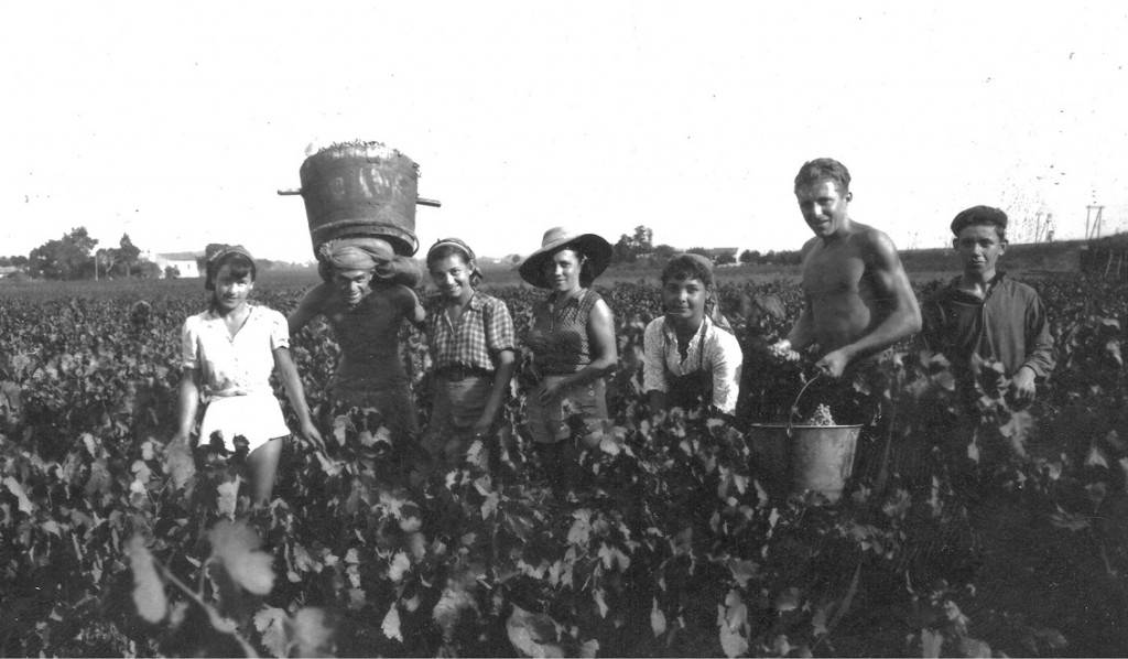 02_Vendanges chez Emilien Duché