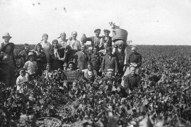 1930 : Vendanges à la jasse de Valat