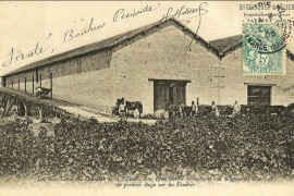 Vendanges au domaine de la Félicité