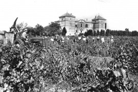 Vendanges au Château de Candiac - Années 50-60