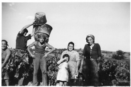 1948 : Vendanges William Tresse