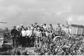 Vendanges dans les années 60