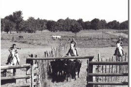 Fanfonne au Cailar en 1973 (Photo © Robert Faure)