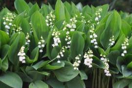 Du muguet