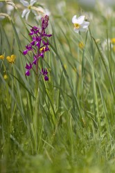 Orchis laxiflora et Narcisse des poetes © Simon Baudouin SMCG