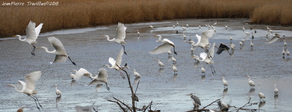 Grande aigrette : Rassemblement de grandes aigrettes et autres ardéidés au Pont des Tourradons)