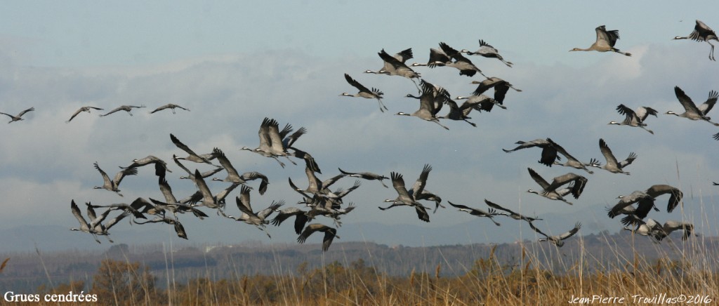 Grue-cendree (01)
