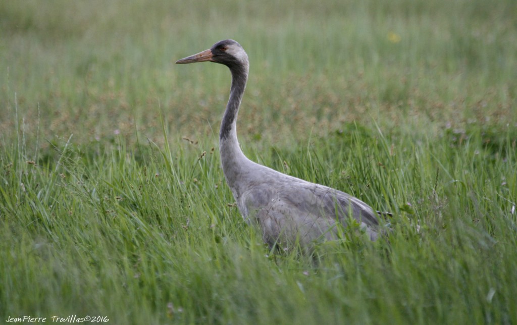 Grue-cendree (03)