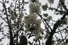 02_cerisier_en_fleur