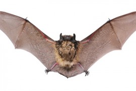 Bat fly