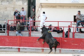 12_napaca - felix st  laurent(blat) 2016-04-10_10