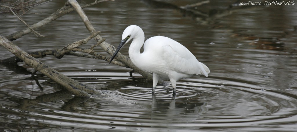 aigrette-garzette (02)