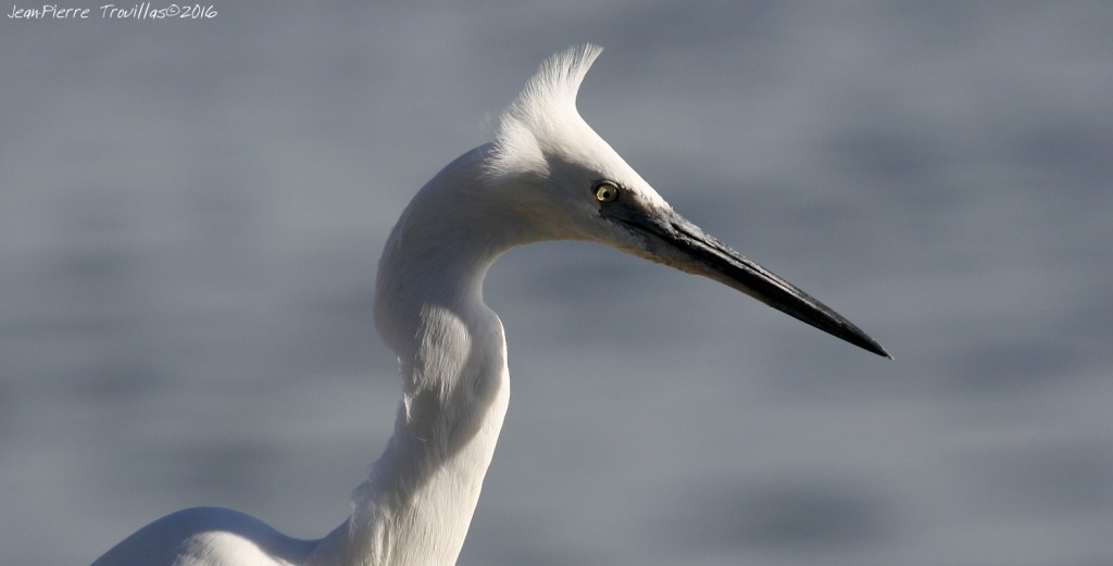 aigrette-garzette (03)