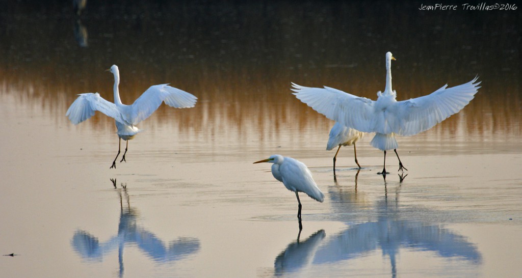 grande-aigrette (01)