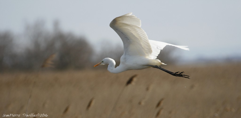 grande-aigrette (02)