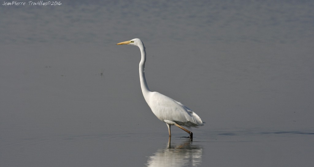 grande-aigrette (03)