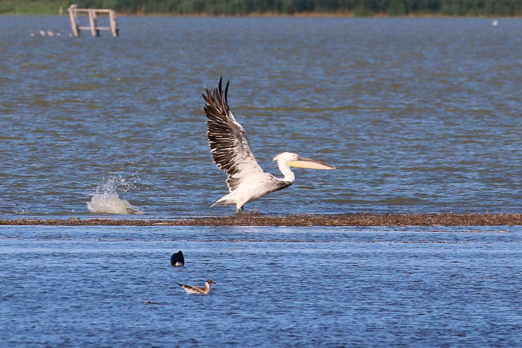 Pélican blanc x frisé sur l'étang du Carnier