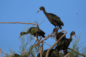 Lire la suite à propos de l’article Réserve Naturelle Régionale du Scamandre : Baguage des Ibis falcinelles