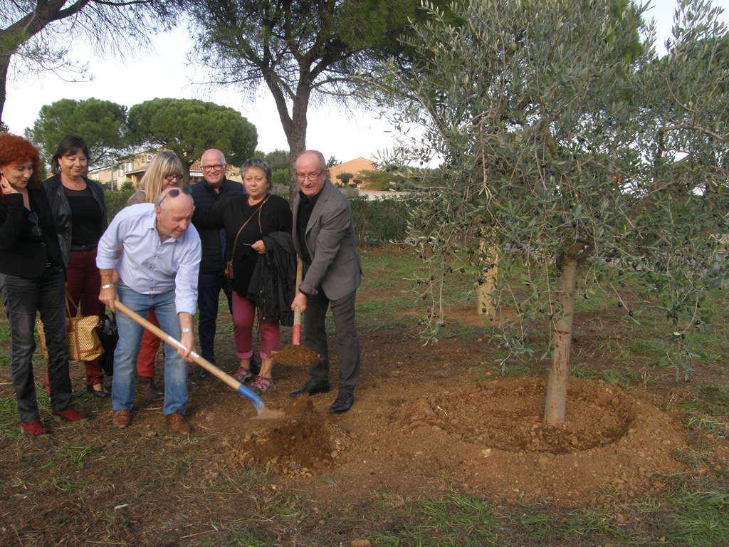 Lire la suite à propos de l’article Vauvert : un olivier planté sur le chemin de Saint-Jacques-de-Compostelle