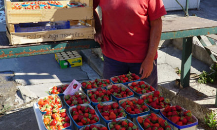 Des fraises de plein champ à Beauvoisin.