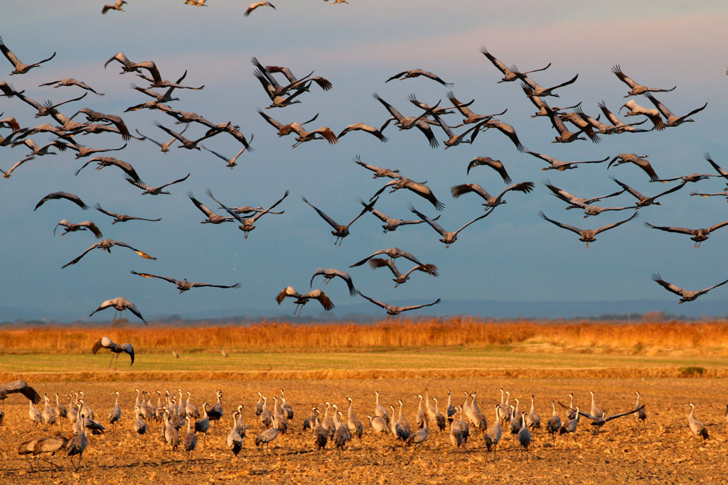Lire la suite à propos de l’article Entre Costières et marais un paradis avifaunistique