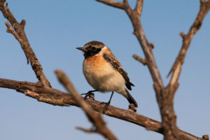 Lire la suite à propos de l’article Un visiteur à plumes intrigue les ornithologues