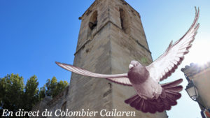 Lire la suite à propos de l’article Quiz sur « Les Relations du Colombophile avec ses pigeons »
