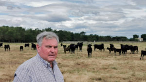 Lire la suite à propos de l’article AOP Taureau de Camargue : Pérenniser une filière touchée par la crise sanitaire et économique