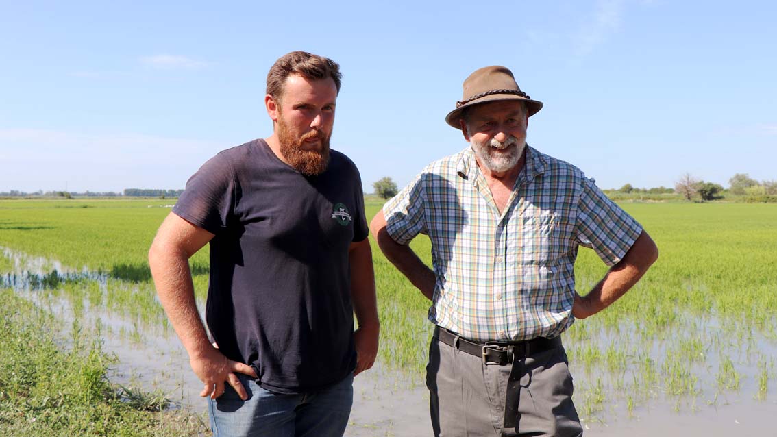 Désherbage du riz par les canards : Bernard Poujol transmet son savoir-faire à Mathieu Lacan