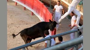 Lire la suite à propos de l’article Festiv’Arènes à Vauvert : Une course de vaches cocardières de très belle tenue