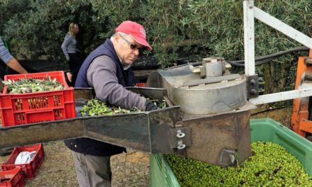 De la vigne à l’olive