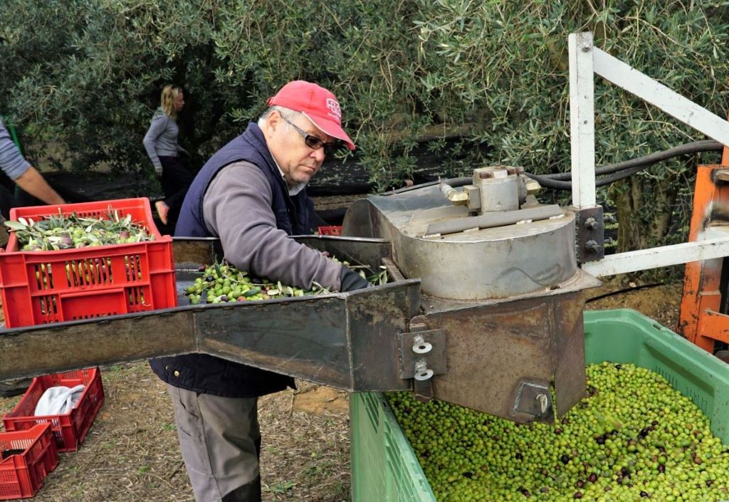 Lire la suite à propos de l’article De la vigne à l’olive
