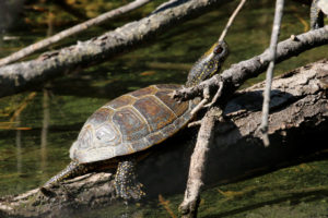 Lire la suite à propos de l’article Une tortue mal connue