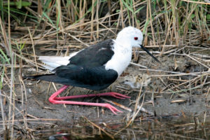 Lire la suite à propos de l’article Le Centre Ornithologique du Gard participe à des enquêtes sur l’avifaune en Camargue gardoise