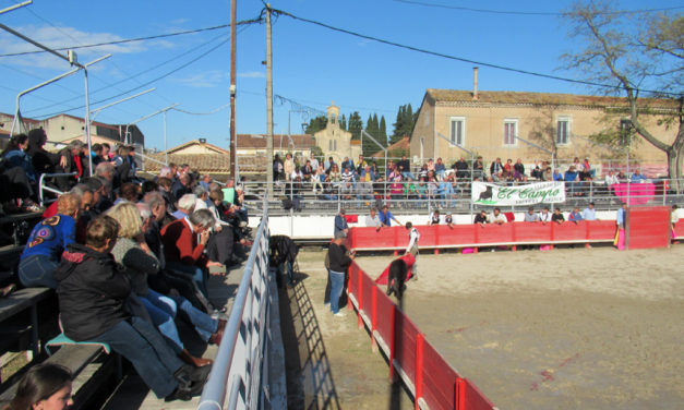 La capea du club taurin El Campo a attiré un nombreux public