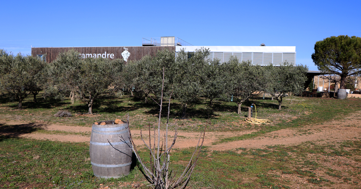 Le domaine viticole du Scamandre à Vauvert, pilote en agroforesterie