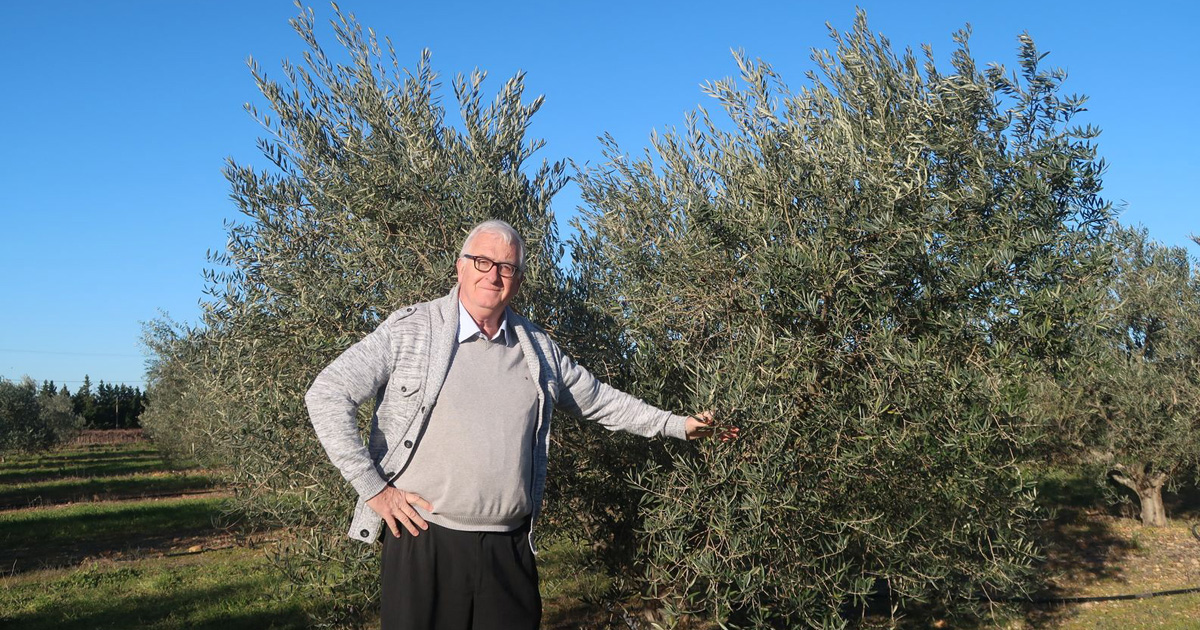 Gallician : Les chocs climatiques ont eu un effet sur le rendement des olives selon l’agronome et moulinier Loïc Lossois