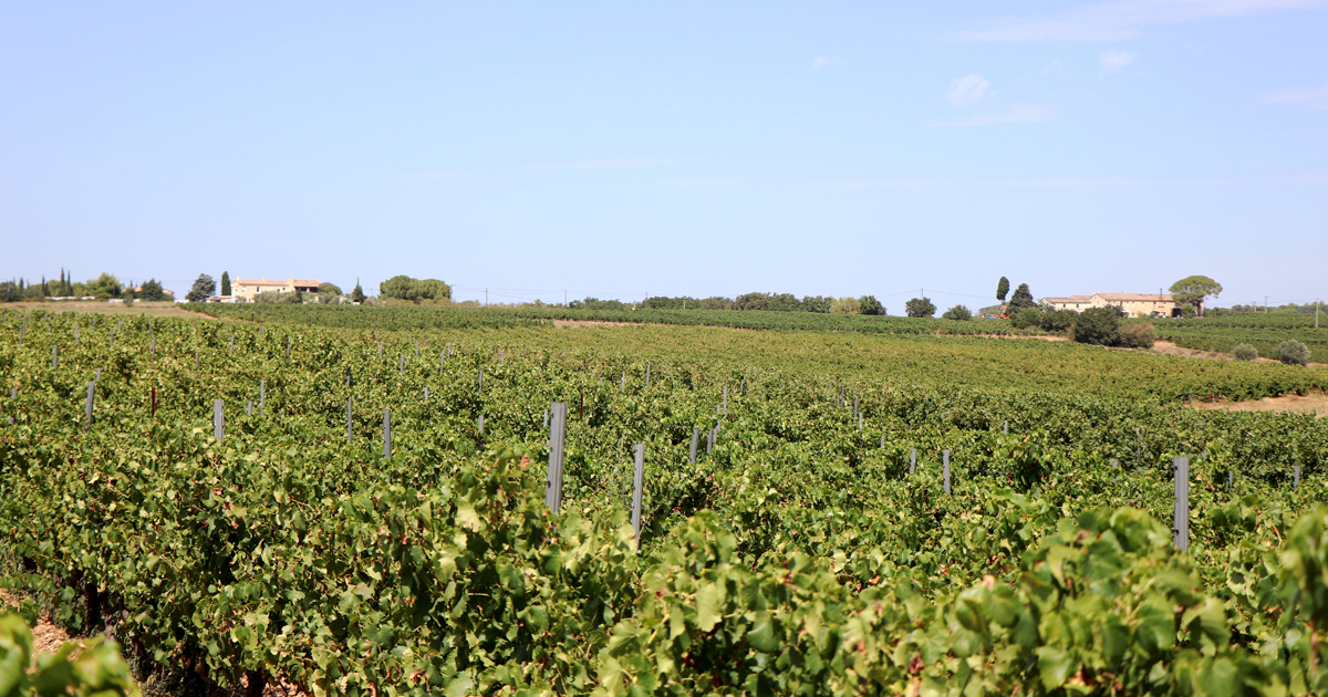 You are currently viewing Vauvert,  Gallician : Les vendanges commencent ce lundi 21 août