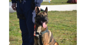 Lire la suite à propos de l’article Intégration d’un chien de patrouille dans les effectifs de la Police intercommunale
