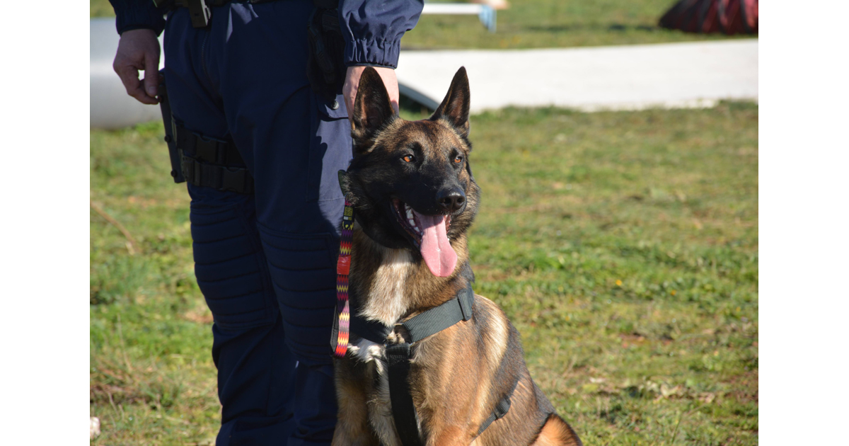 Lire la suite à propos de l’article Intégration d’un chien de patrouille dans les effectifs de la Police intercommunale