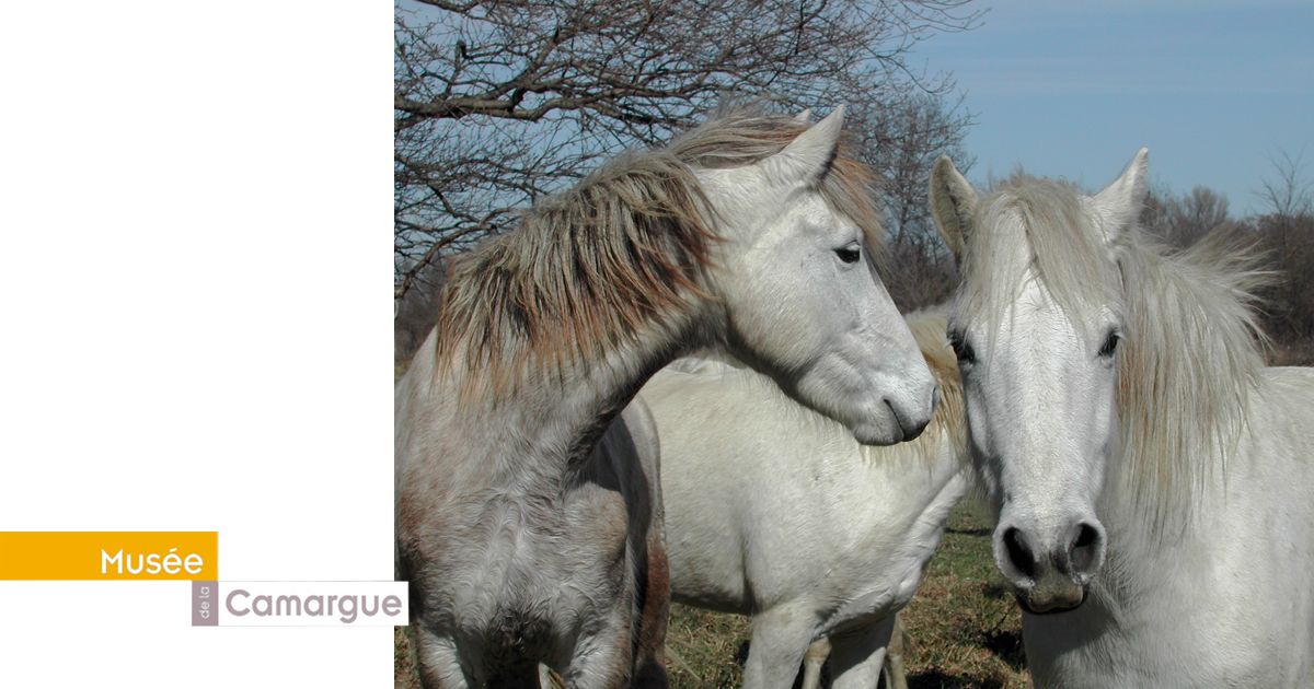 You are currently viewing <em>Soirée tchatche</em> au Mas de la Cure : Le cheval Camargue dans son environnement