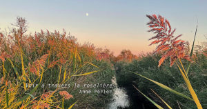 Lire la suite à propos de l’article Musée de la Camargue – Exposition Anne Perier « Voir à travers la roselière »