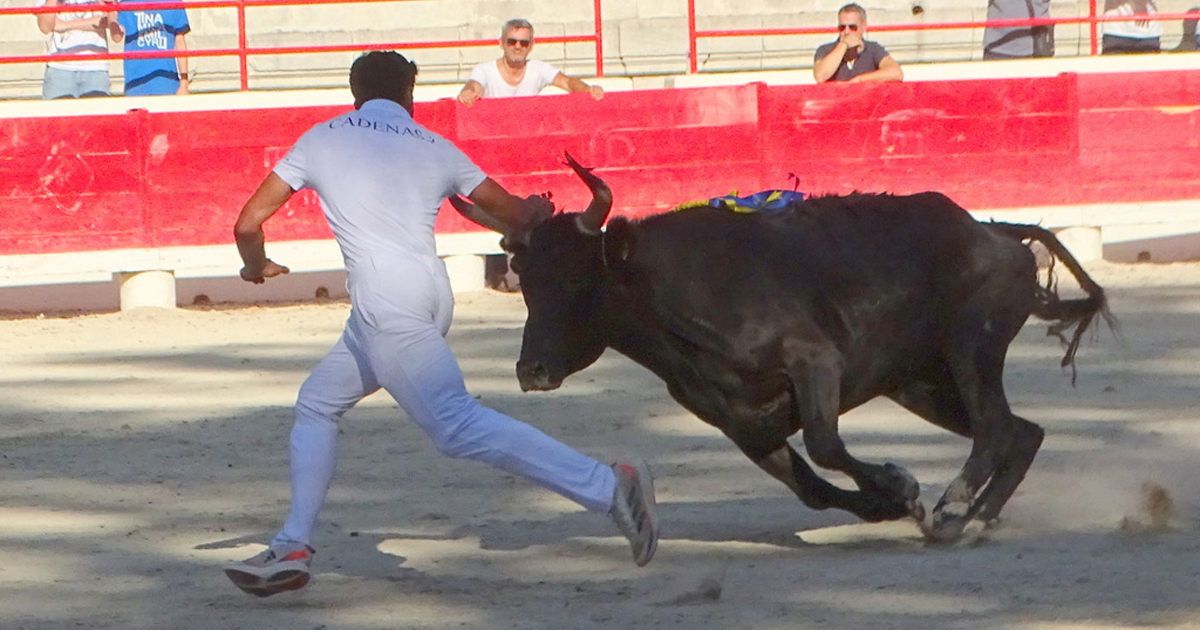 You are currently viewing <em>Contre-piste</em> La chronique Bouvine de Marie-France Sabatié<br>Beaucaire : 2ème journée de la Palme d’Or</br>