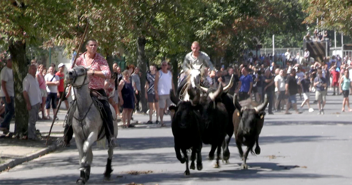 Lire la suite à propos de l’article L’abrivado de la Costière donne le top départ de la fête votive