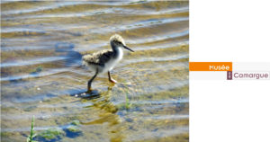 Soirée tchatcheLes quatre saisons d’un oiseau en Camargue