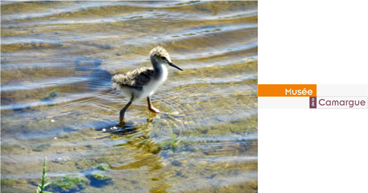 Lire la suite à propos de l’article <em>Soirée tchatche</em><br>Les quatre saisons d’un oiseau en Camargue</br>