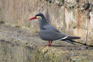 Parler des oiseaux de la Camargue au Pérou