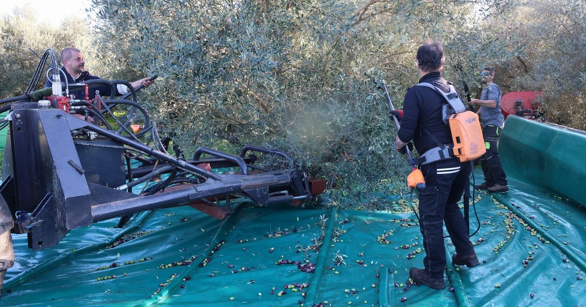 You are currently viewing Mécanisation de la récolte des olives