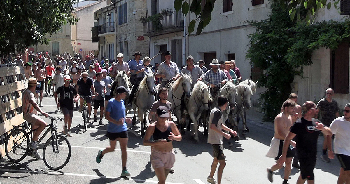 Lire la suite à propos de l’article <em>Fête de Vauvert</em> – Les incontournables de l’abrivado